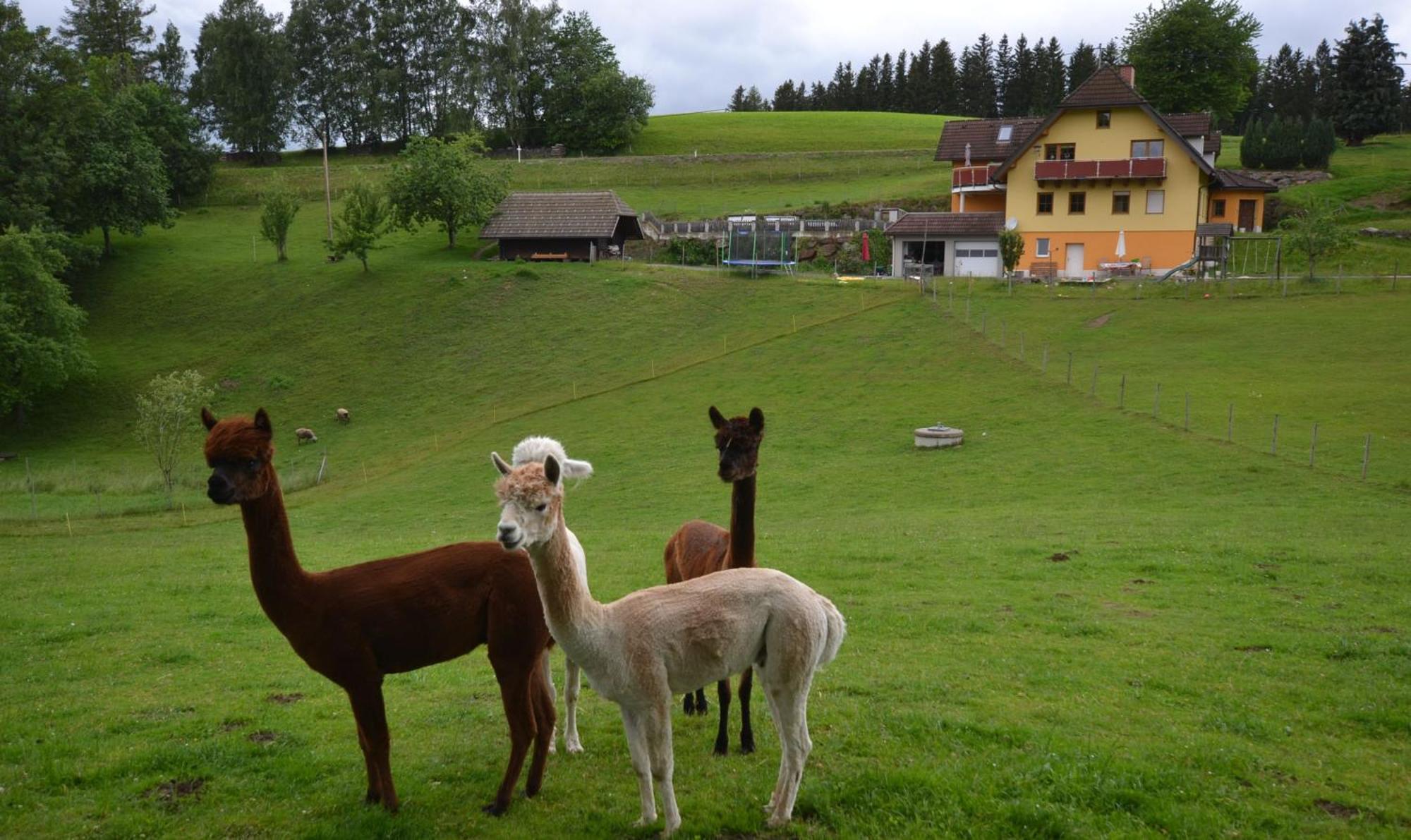 Biohof Kroisleitner Sankt Jakob im Walde Dış mekan fotoğraf